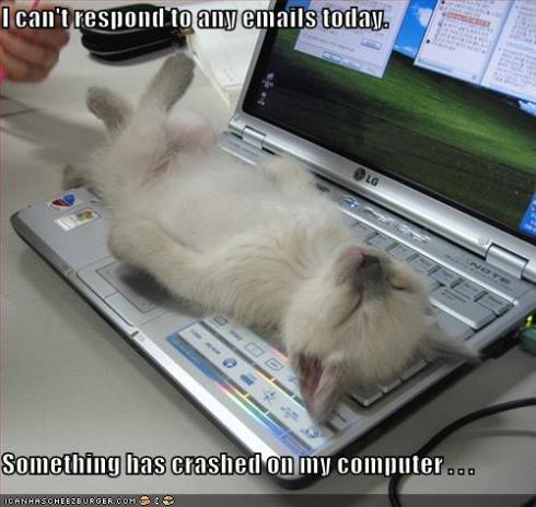 funny-pictures-kitten-crashed-laptop.jpg
